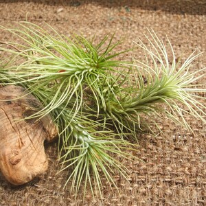 Tillandsia Funkiana Air Plant image 5