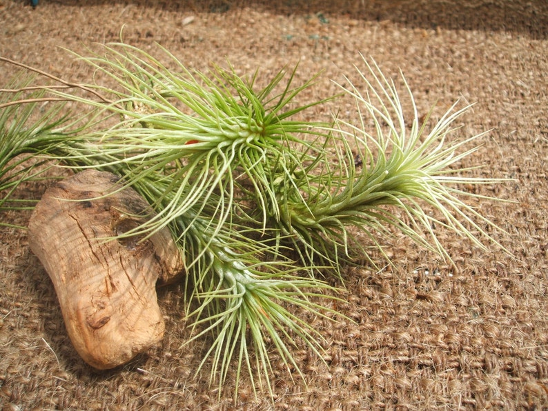 Tillandsia Funkiana Air Plant image 5