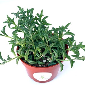 May include: A small green succulent plant with long, thin leaves growing in a brown pot. The plant is in a small pot with a white label that says "Air Plant"