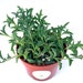 see more listings in the Succulents/Mesembs section