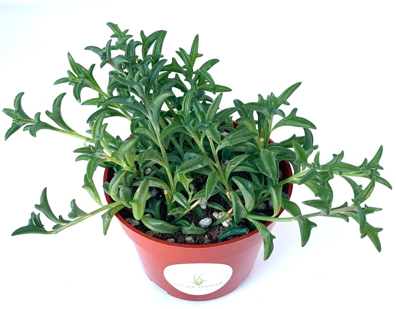 String of Dolphins Succulents Senecio Peregrinus image 1