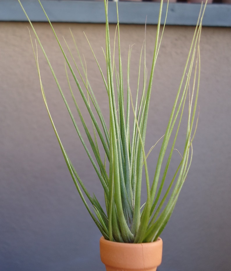 Tillandsia Seideliana Air Plants image 3