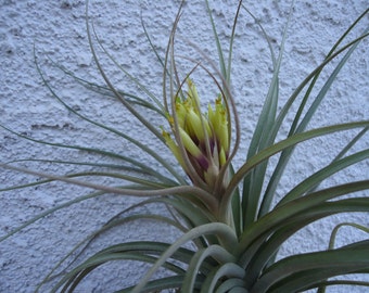 Large Tillandsia Brachycaulos x Schiedeana Air Plants