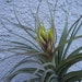 see more listings in the Air Plants/Bromeliads section