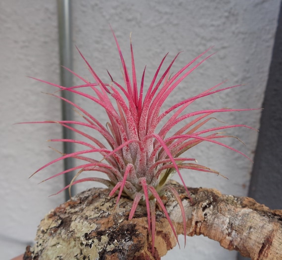 ゆ*き様 Tillandsia ionantha Guatemala sp Tillandsia ionantha ionantha AKA ionantha Guatemala - Davis