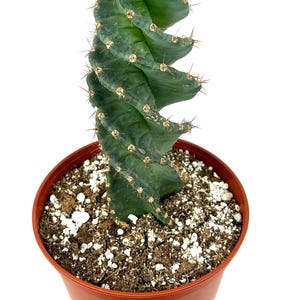 Spiral Cactus Cereus Forbesii Spiralis Large 8-12&quot;+, 6&quot; Pot
