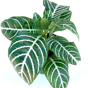 Aphelandra Zebra Plant Live Potted Houseplant Aphelandra Squarrosa