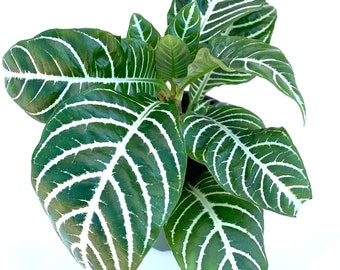 Aphelandra Zebra Plant Live Potted Houseplant Aphelandra Squarrosa