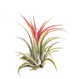 Tillandsia Ionantha Rubra Air Plants