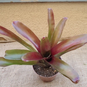 May include: A potted bromeliad plant with long, narrow, reddish-brown leaves. The leaves are arranged in a rosette shape, with the center of the rosette being slightly raised. The plant is in a brown pot.