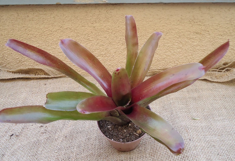 May include: A potted bromeliad plant with long, narrow, reddish-brown leaves. The leaves are arranged in a rosette shape, with the center of the rosette being slightly raised. The plant is in a brown pot.