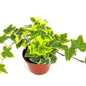 May include: A potted variegated ivy plant with green and yellow leaves. The plant is in a brown plastic pot.
