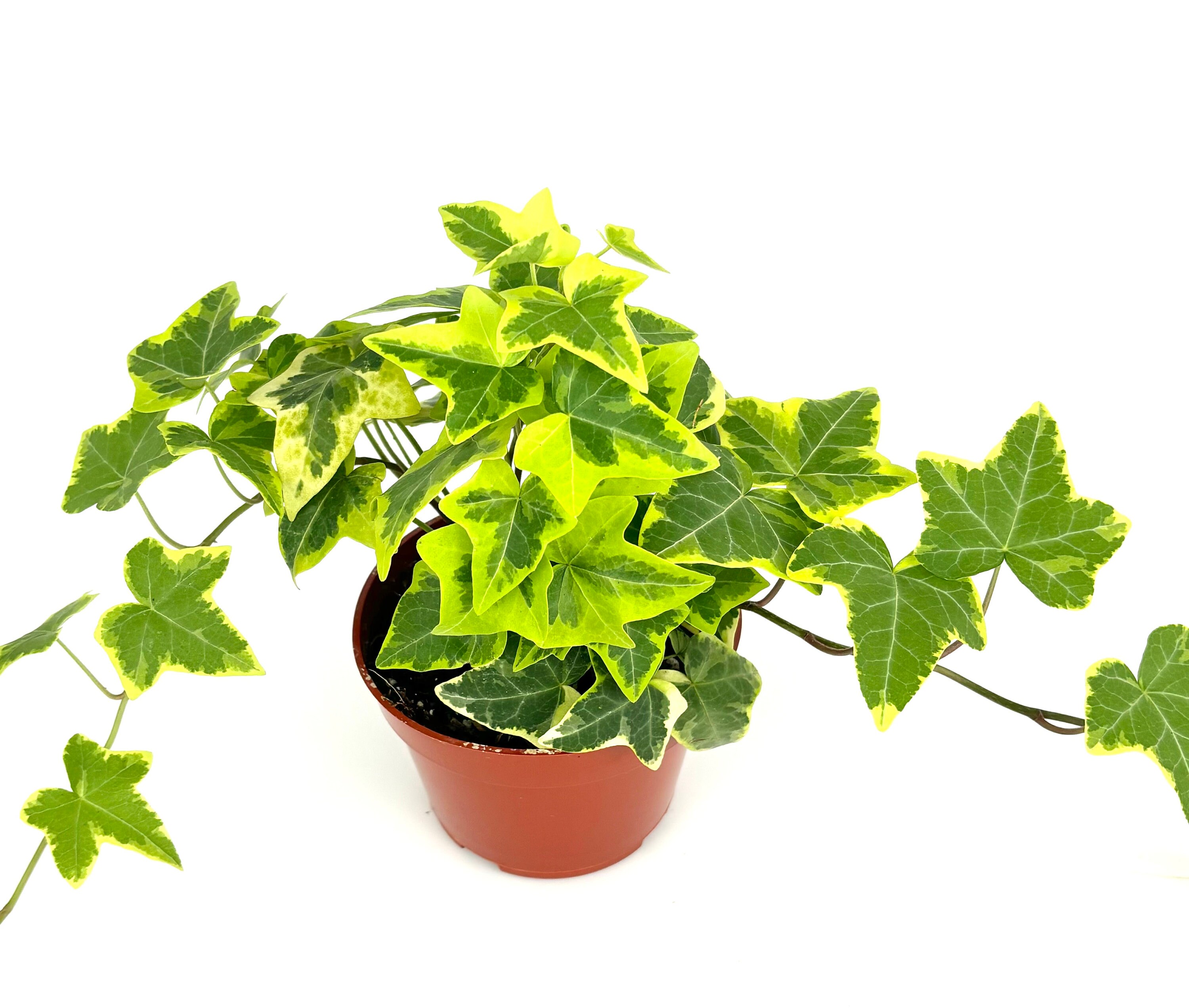 Ivy Gold Child Hedera Helix Easy Houseplants, 4" Pot - Etsy