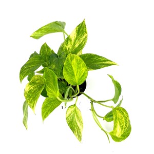 Puede incluir: Vista a&eacute;rea de una planta de potos en maceta. La planta presenta hojas verdes vibrantes con variegaciones amarillas. Las hojas tienen forma de coraz&oacute;n y est&aacute;n dispuestas en una exhibici&oacute;n exuberante y completa. La maceta es negra y el fondo es blanco.