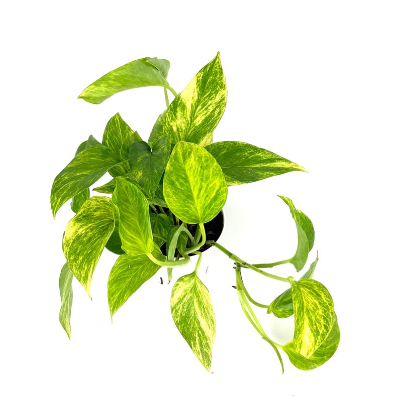 Puede incluir: Vista a&eacute;rea de una planta de potos en maceta. La planta presenta hojas verdes vibrantes con variegaciones amarillas. Las hojas tienen forma de coraz&oacute;n y est&aacute;n dispuestas en una exhibici&oacute;n exuberante y completa. La maceta es negra y el fondo es blanco.