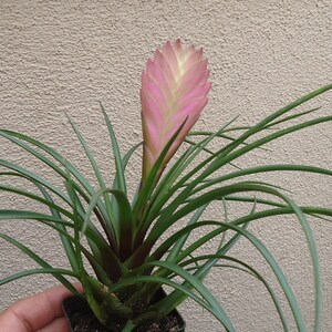 Large Tillandsia Cyanea Pink Quill Air Plants House Plants in 4 Pot image 3