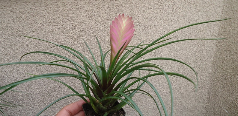 Large Tillandsia Cyanea Pink Quill Air Plants House Plants in 4 Pot image 3