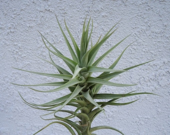 Tillandsia Aeranthos x Bergeri Air Plant