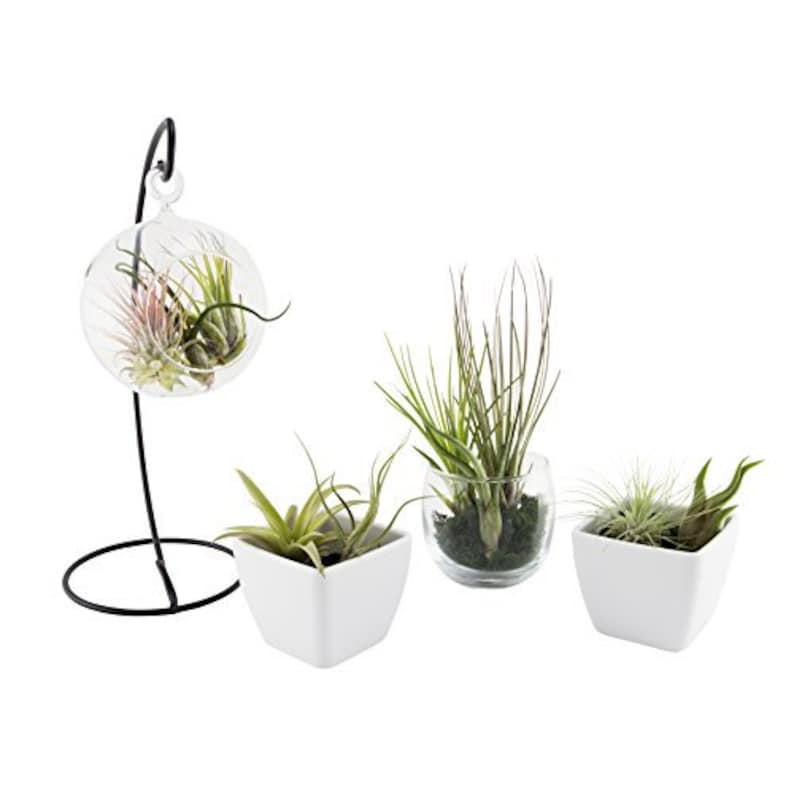 Air Plants Tillandsia Collection of 5 Easy Houseplants for Beginners Small to Medium 1.56 image 3