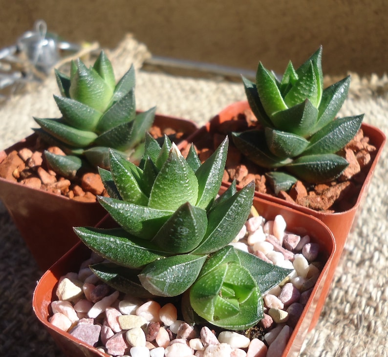 Haworthia Resendeana
