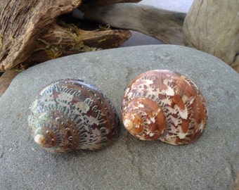 2" Tapestry Turban Shells Perfect for Mounting Tillandsia