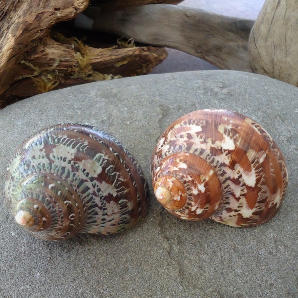 2" Tapestry Turban Shells Perfect for Mounting Tillandsia