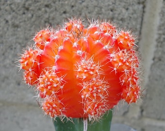 Orange Moon Cactus Gymnocalycium Mihanovichii