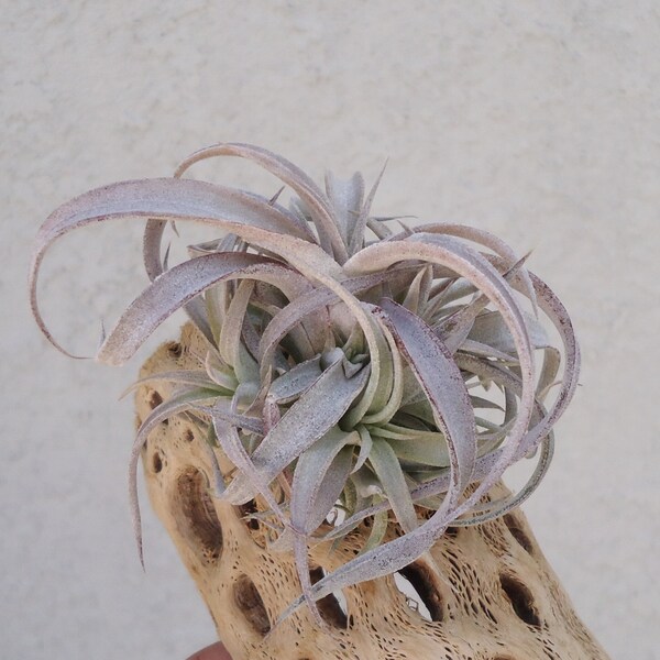 Tillandsia Chiapensis Small Clump