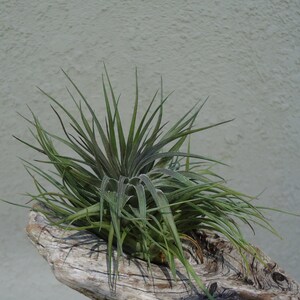 Tillandsia Stricta v Compacta Air Plants image 4