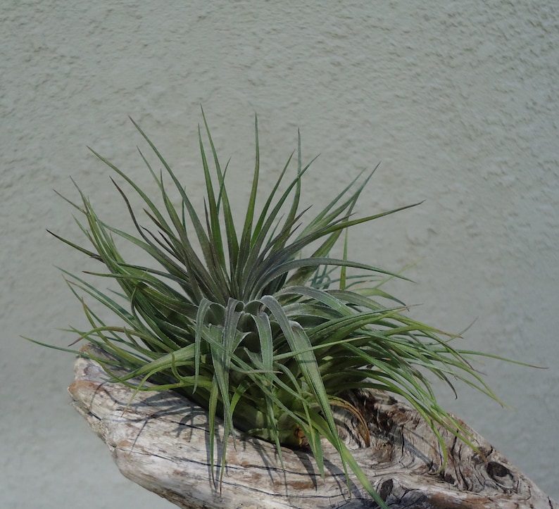 Tillandsia Stricta v Compacta Air Plants afbeelding 4