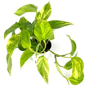 Puede incluir: Vista cenital de una planta de potos en maceta. La planta presenta hojas verdes vibrantes con variegaciones amarillas. Las hojas tienen forma de coraz&oacute;n y una textura brillante. La planta est&aacute; en una maceta blanca, sobre un fondo blanco.