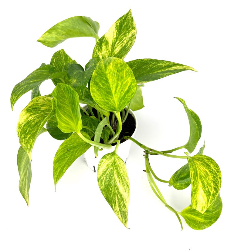 Puede incluir: Vista cenital de una planta de potos en maceta. La planta presenta hojas verdes vibrantes con variegaciones amarillas. Las hojas tienen forma de coraz&oacute;n y una textura brillante. La planta est&aacute; en una maceta blanca, sobre un fondo blanco.