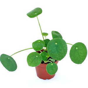 Chinese Money Plant Pilea Pepermomioides Live Potted Houseplant Air Purifying image 1