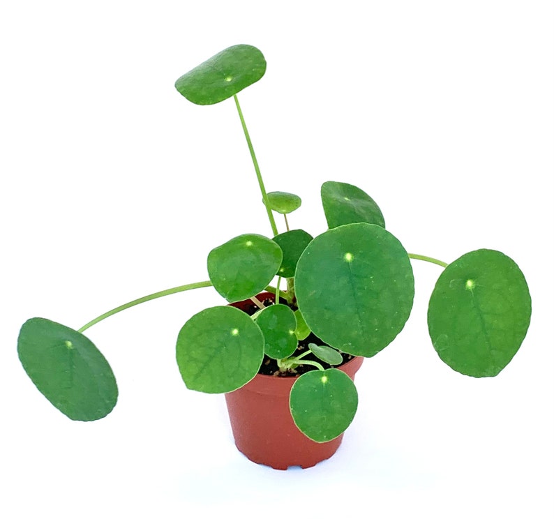 Chinese Money Plant Pilea Pepermomioides Live Potted Houseplant Air Purifying image 1