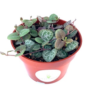 May include: A potted String of Hearts plant with heart-shaped leaves. The leaves are green with silver marbling and a reddish-purple stem. The plant is in a brown plastic pot with a white label that has text and a green graphic.