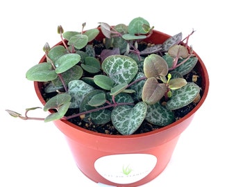 String of Hearts Succulents Ceropegia Woodii in 4" Pots