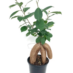 Ginseng Ficus Ficus Microcarpa Bonsai Houseplants in 4” Pot