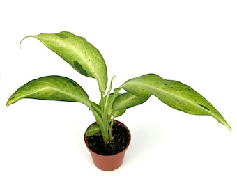 hanging planter indoor Mini Hanging Planter main image 0