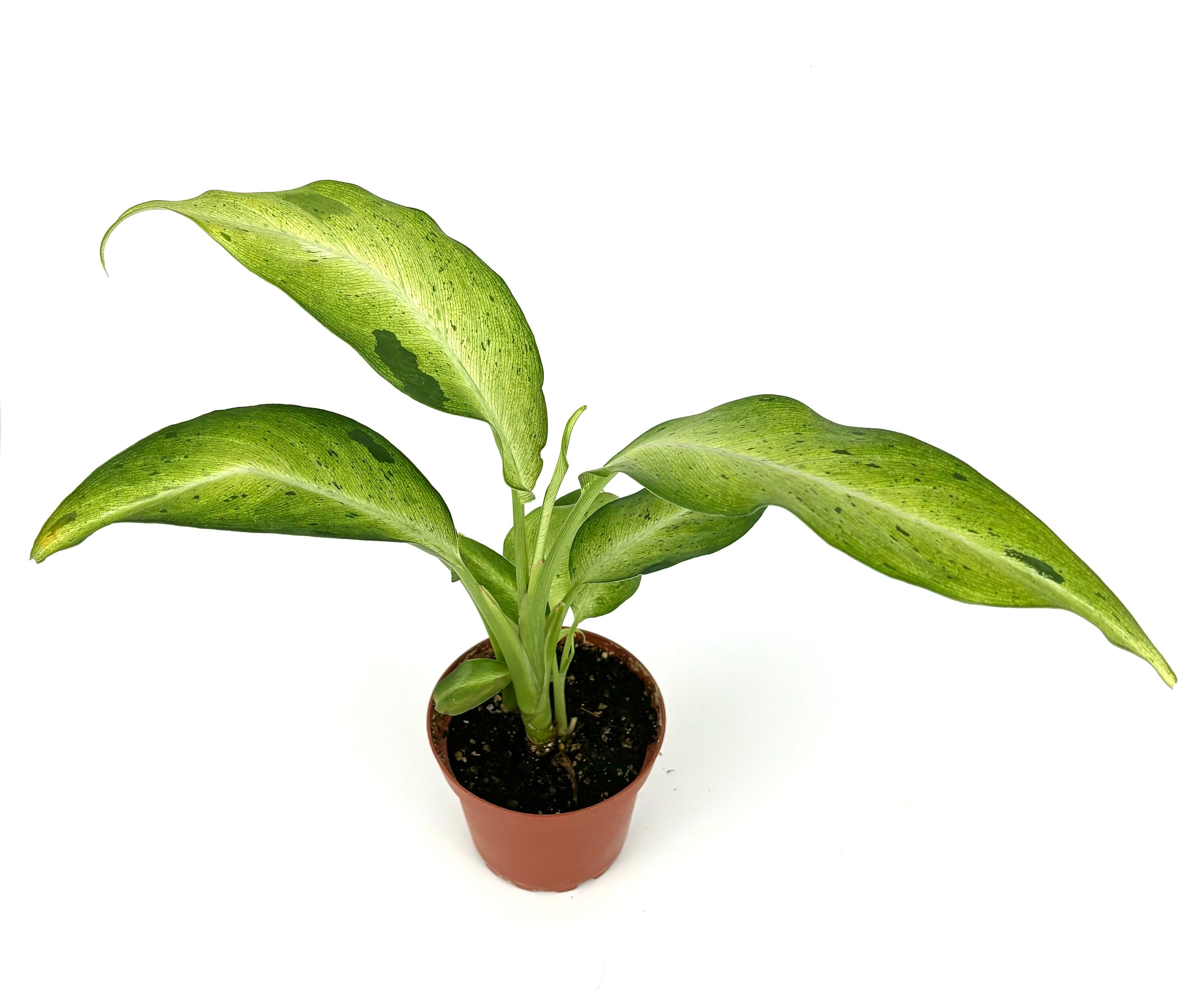 lady palm plants Broadleaf Lady Palm - Extra Large