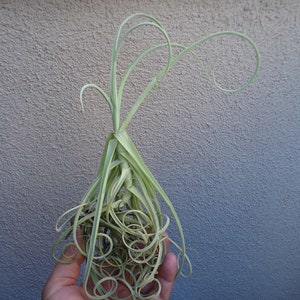 Large Tillandsia Duratii Curly Air Plants 8"-12"