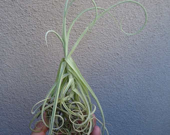 Large Tillandsia Duratii Curly Air Plants 8"-12"