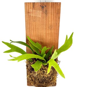 May include: A staghorn fern mounted on a rectangular wooden plaque. The fern has vibrant green, antler-like fronds emerging from a bed of brown moss. A wire loop is attached to the top for hanging. The wooden plaque is approximately 12 inches tall.