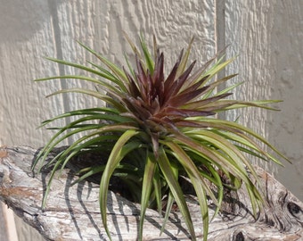 Tillandsia Tenuifolia Purple Fan Air Plants