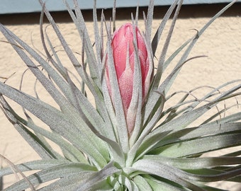 Tillandsia Houston Cotton Candy Air Plants