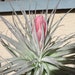 see more listings in the Air Plants/Bromeliads section