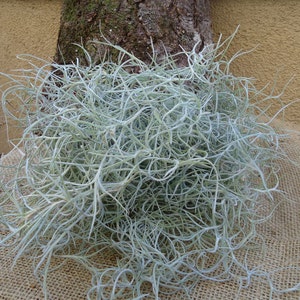 May include: A large clump of silvery-green Spanish moss, a type of air plant, is displayed on a burlap background.
