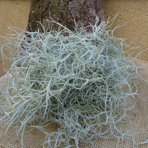 Tillandsia Usneoides "Spanish Moss"