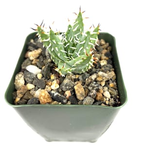 Aloe Erinaceae Rare Spiny Aloe, 4&quot; Pot
