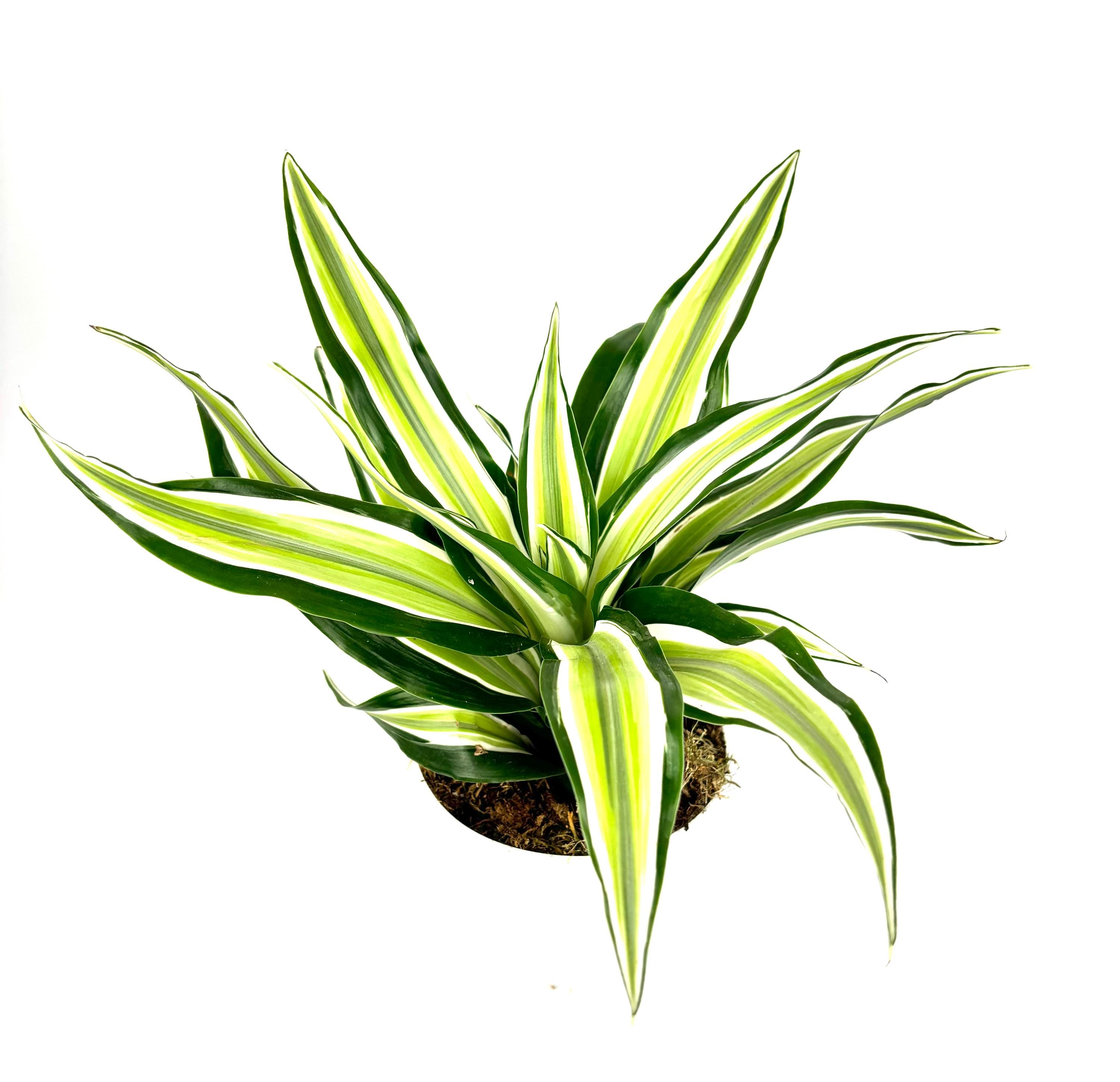 dracena surculosa florida beauty Dracaena Surculosa 'Florida Beauty'
