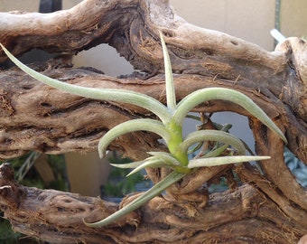 Tillandsia Myosura